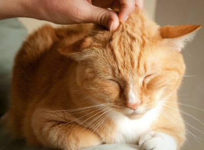 머리를 긁히는 고양이