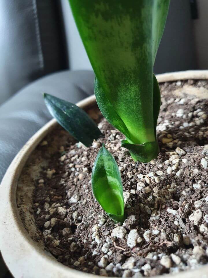 산세베리아-자구