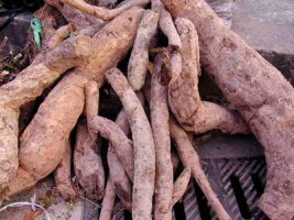 갱년기에 좋은 음식