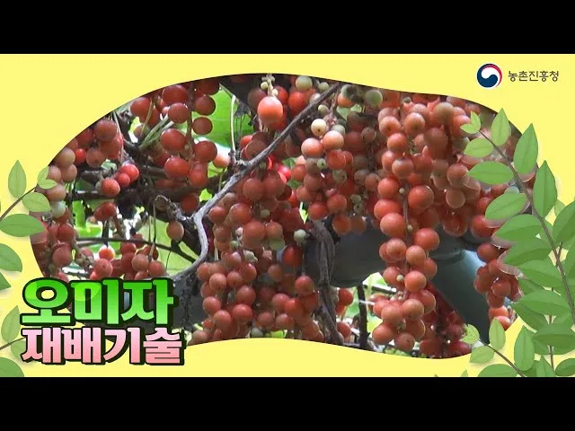 오미자 재배 차광 관리 덩굴 유인 병해 예방_2