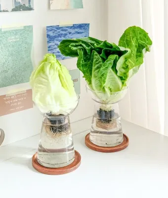 로메인 재배 재식 거리 통풍 확보 병해 줄이기_10