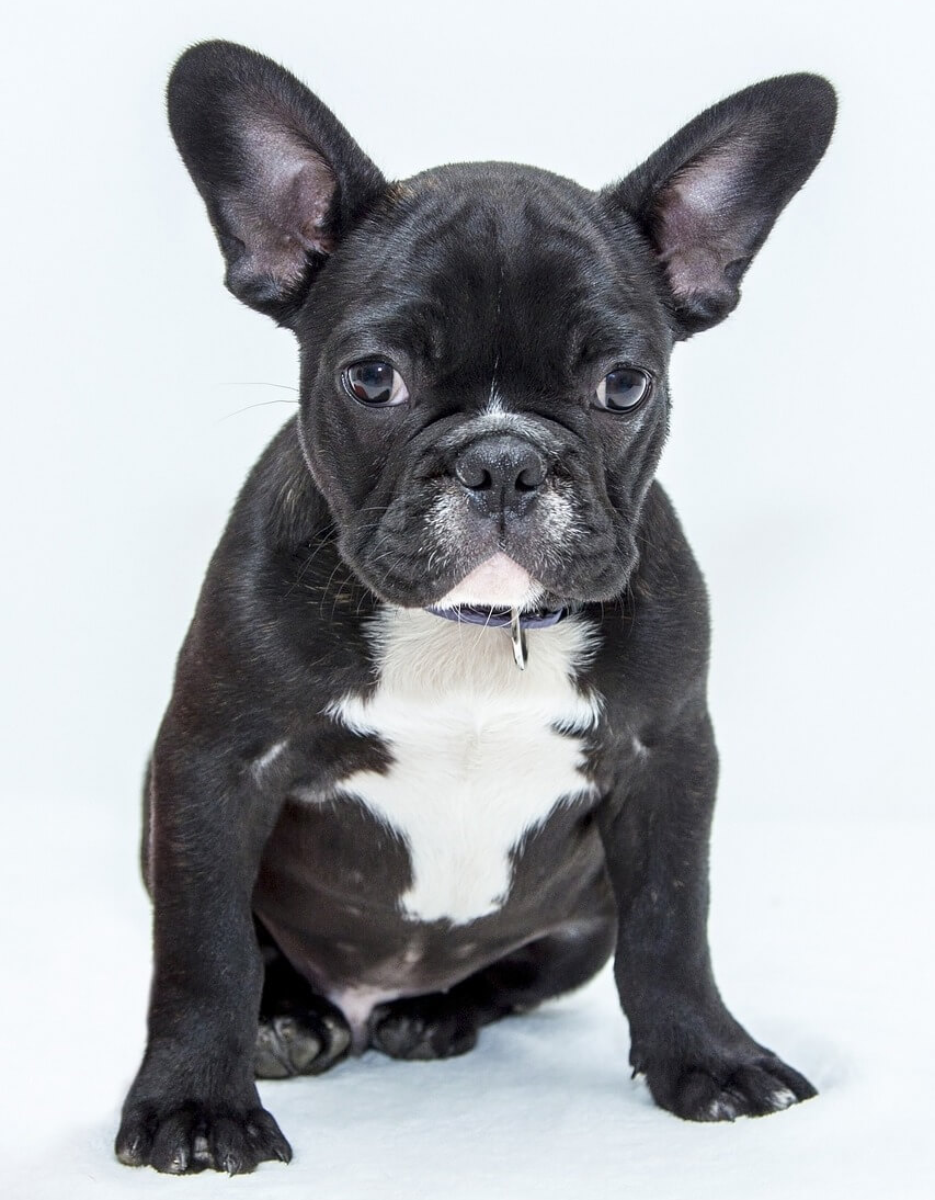 강아지 인기품종 프랜츠 불독