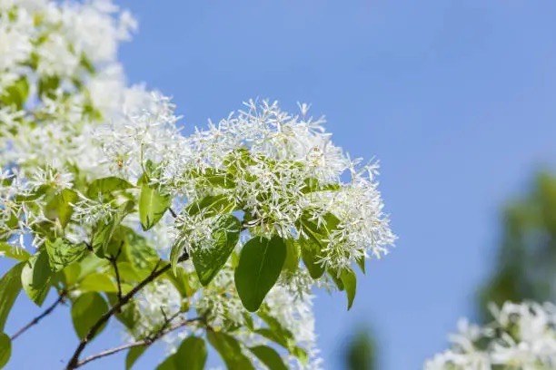 이팝나무꽃 특징 및 개화시기