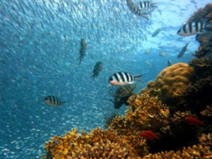 물고기 꿈 해몽