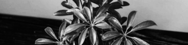 홍콩야자 키우기: 아름다운 잎