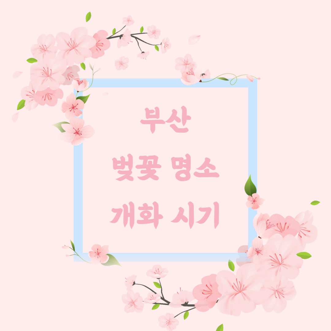부산 벚꽃명소 개화시기