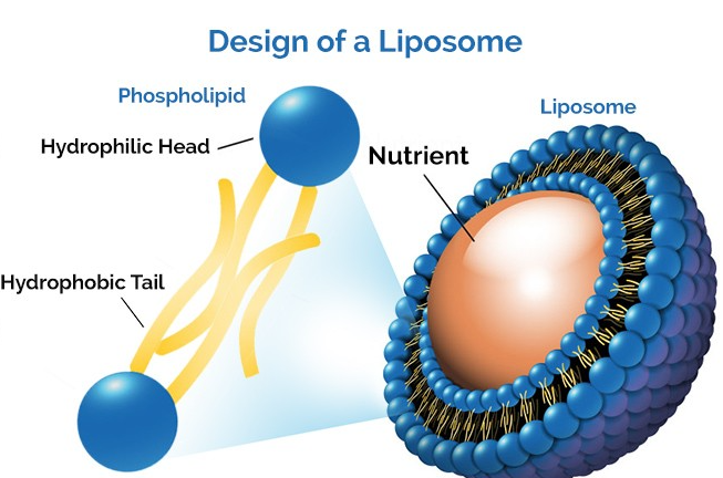 리포좀을 통한 글루타치온