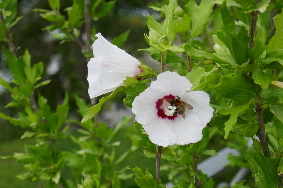 Hibiscus