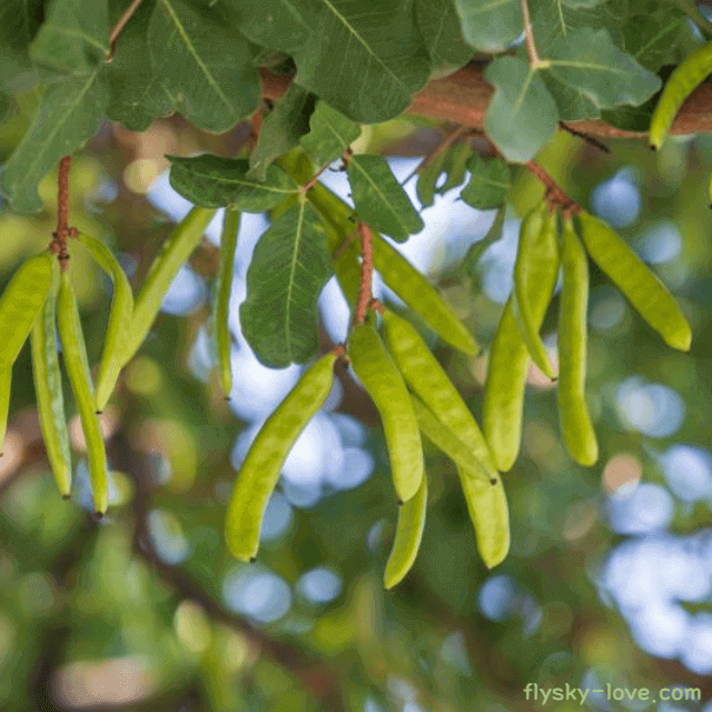 당뇨에 좋은 그린빈