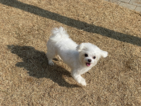 아토피-원인을-바로-잡고-신나게-뛰어노는-강아지