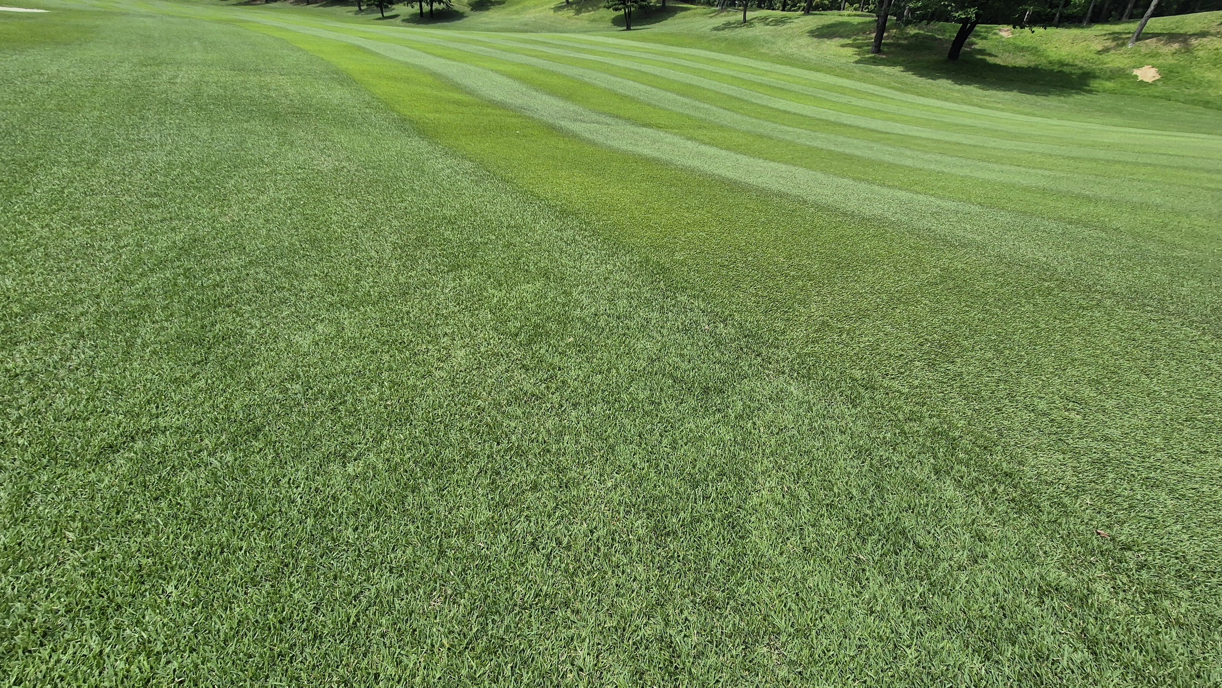 한성cc 오렌지-그린 코스 라운드 후기