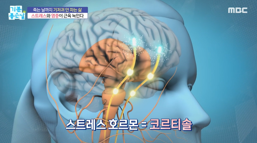 스트레스가 근육을 없앤다? 코르티솔 조절로 근육을 지키는 법