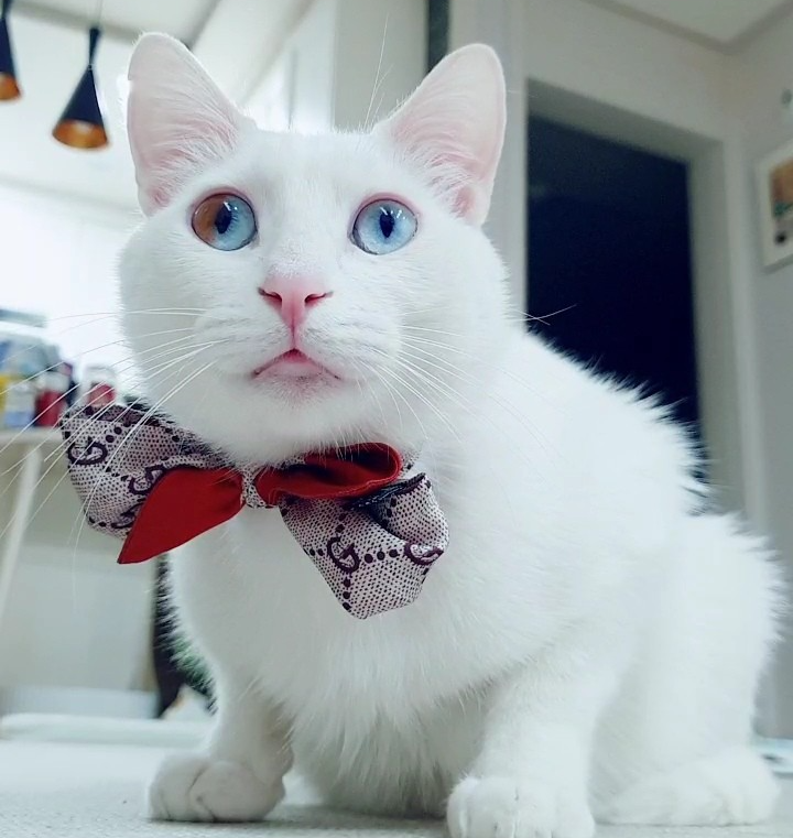 하얀고양이