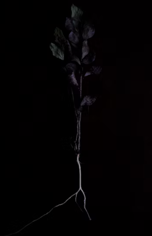 정관장 창업에 대하여 알아보기