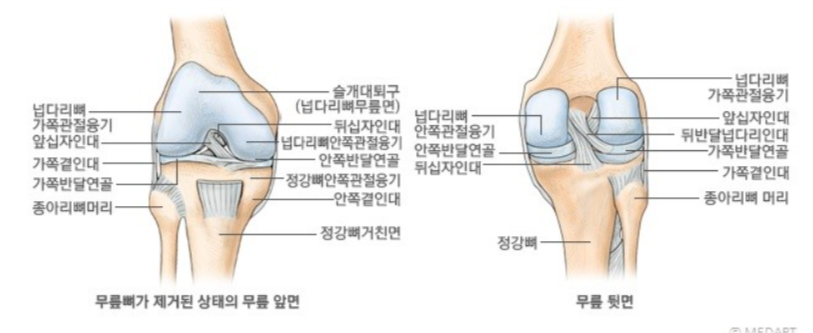 십자인대 이미지