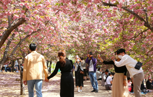 벚꽃나무-사진찍는커플들-손잡고있는커플