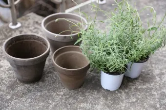 라벤더 키우기 물주기 향기관리 통풍일조 집에서도 가능한 관리_10