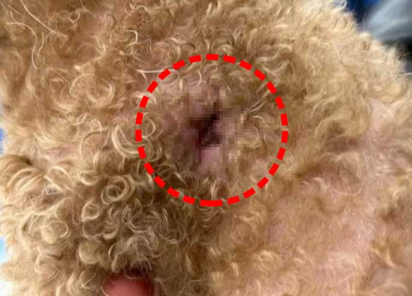 버려진-푸들-상처