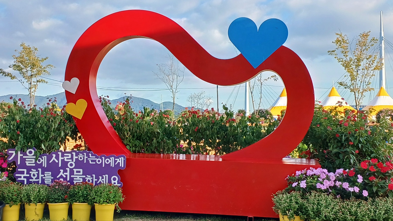 마산국화축제234