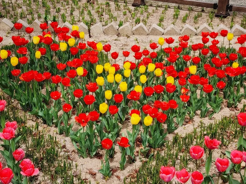 하트 튤립 꽃밭 사진