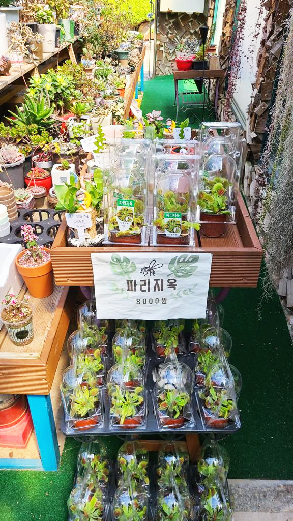 용도수목원-허브식물원