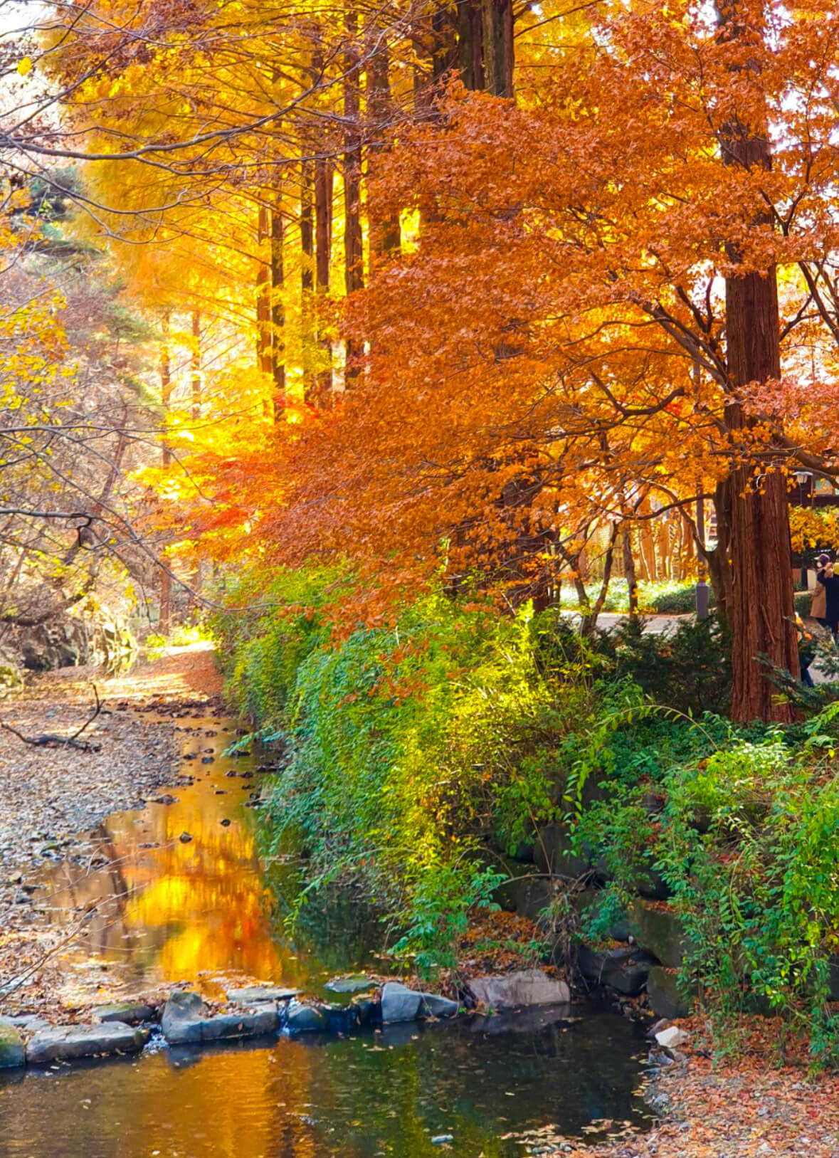 대전 장태산 자연휴양림 5