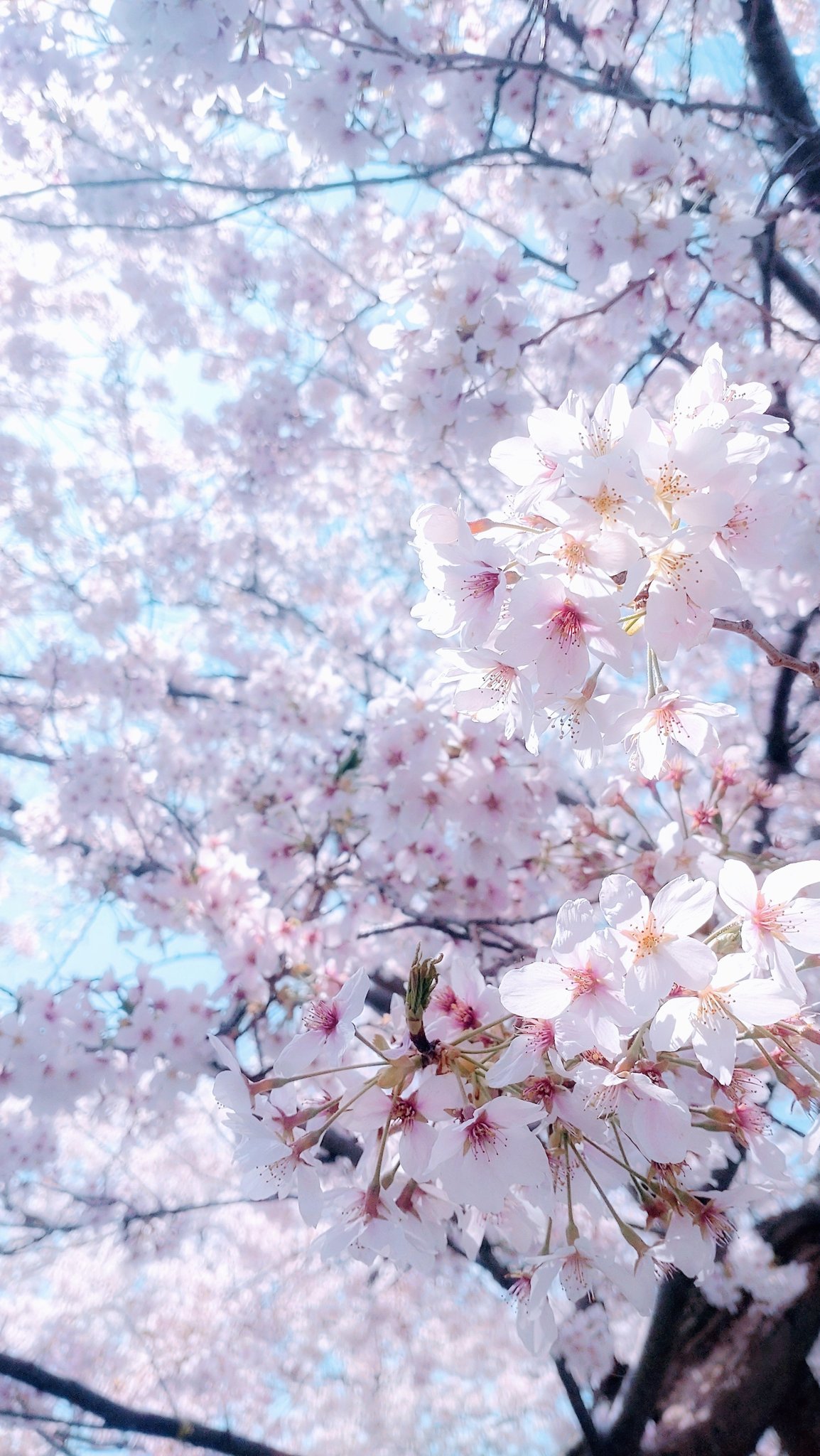 벚꽃