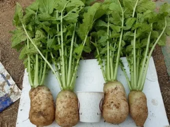 알타리무 재배 서늘한 기온 관리 연속 수확 물 주기_9