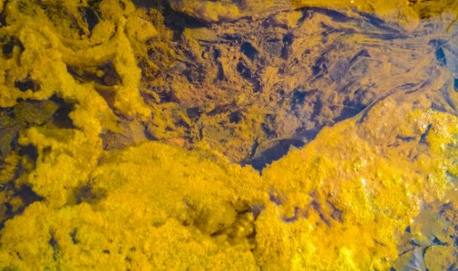 Diet Benefits of Golden Algae