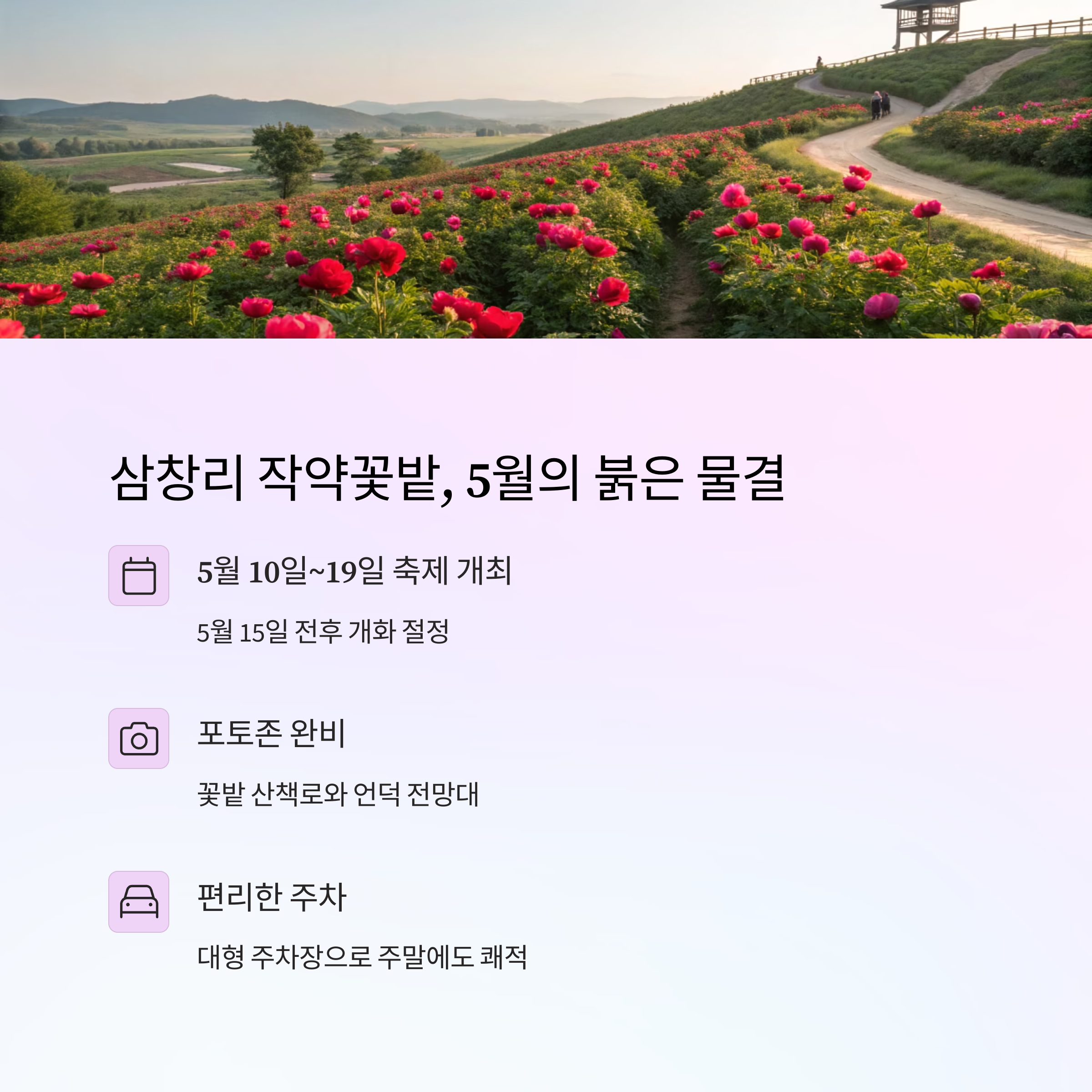 경북 영천 여행 코스: 작약꽃밭
