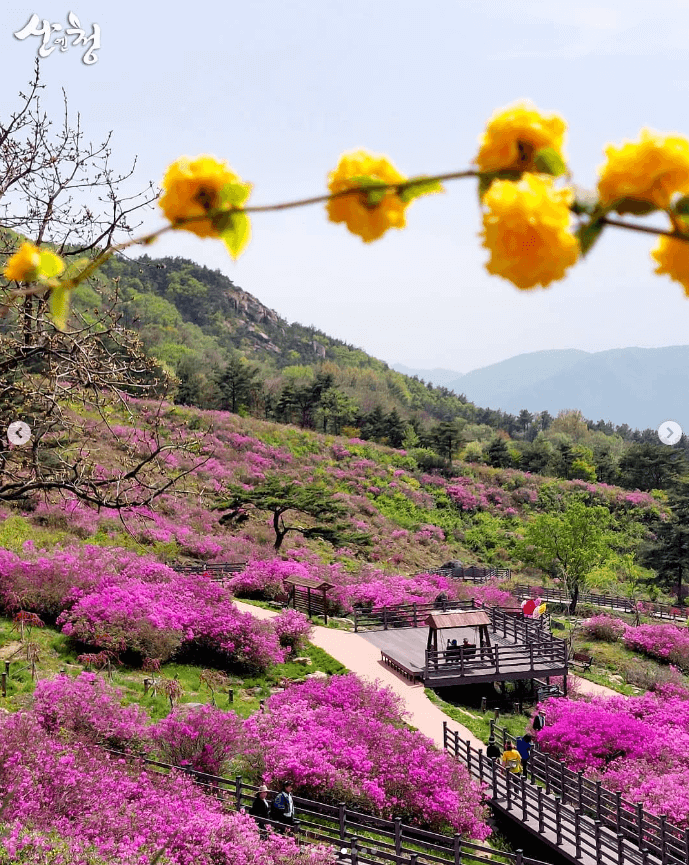 황매산 철쭉축제 기간