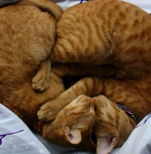 고양이 합사하는 방법