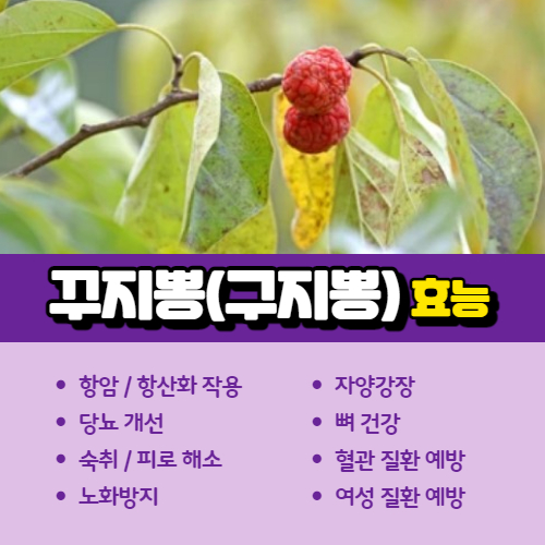 꾸지뽕 효능