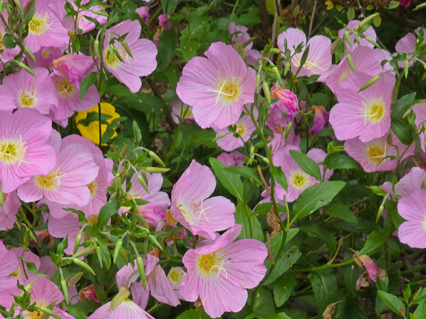 분홍낮달맞이꽃