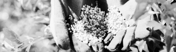 화초 비료 필수 지식 ② 성분별 효과 (질소, 인산, 칼리)