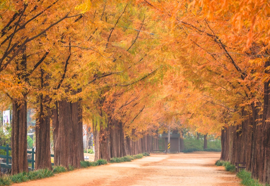 담양 메타세쿼이아길1