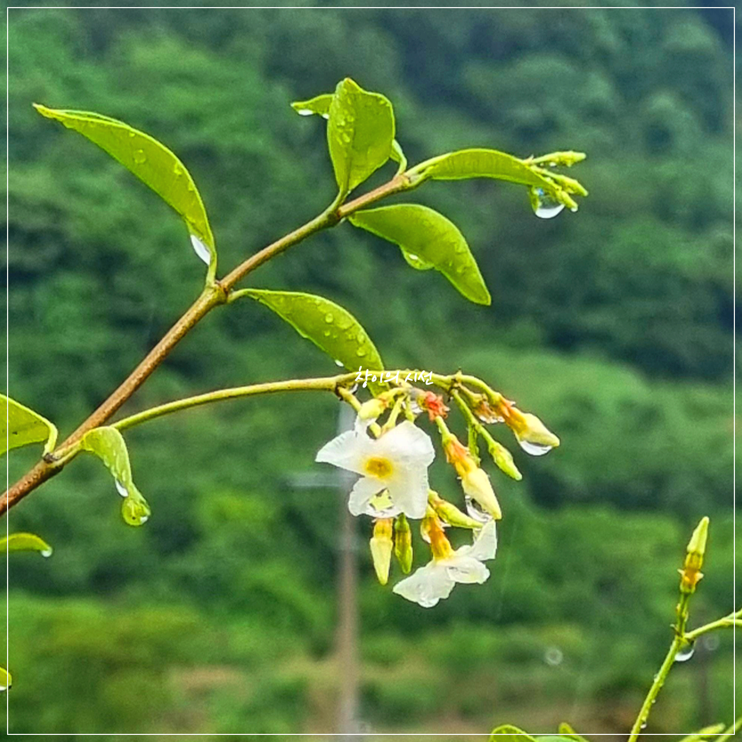 보슬비에 젖은 백화등 꽃말