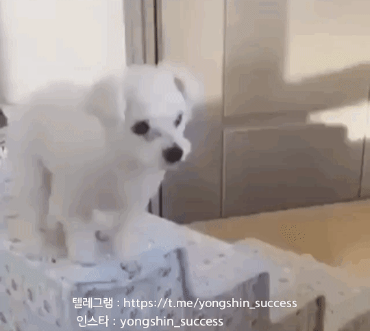 움짤