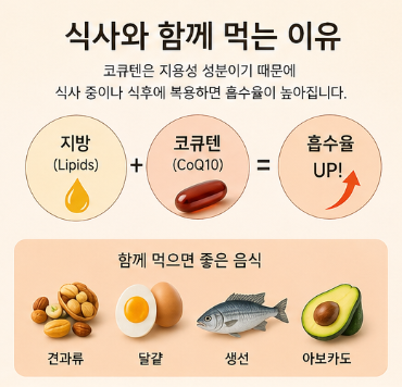 코큐텐 언제 먹어야 효과 좋을까? 아침·저녁 복용 시간 총정리3