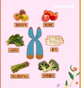 역노화 스프 재료