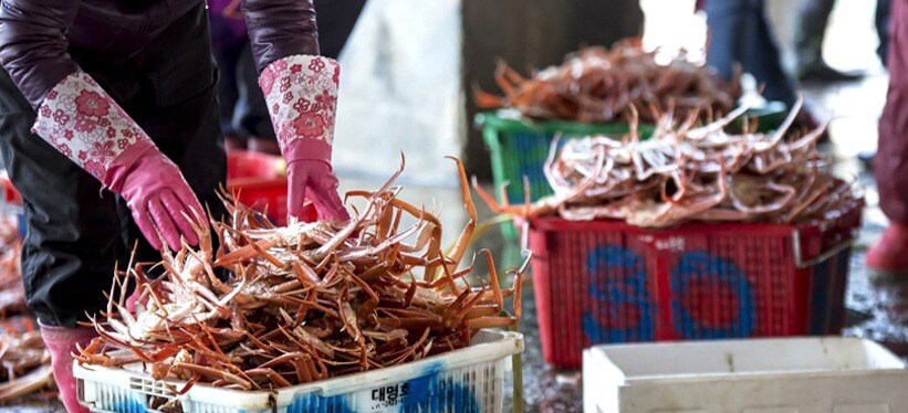 울진대게축제 일정 행사정보 울진여행