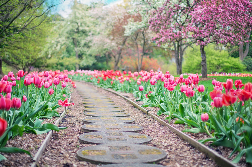 장흥 하늘빛수목정원 튤립축제
