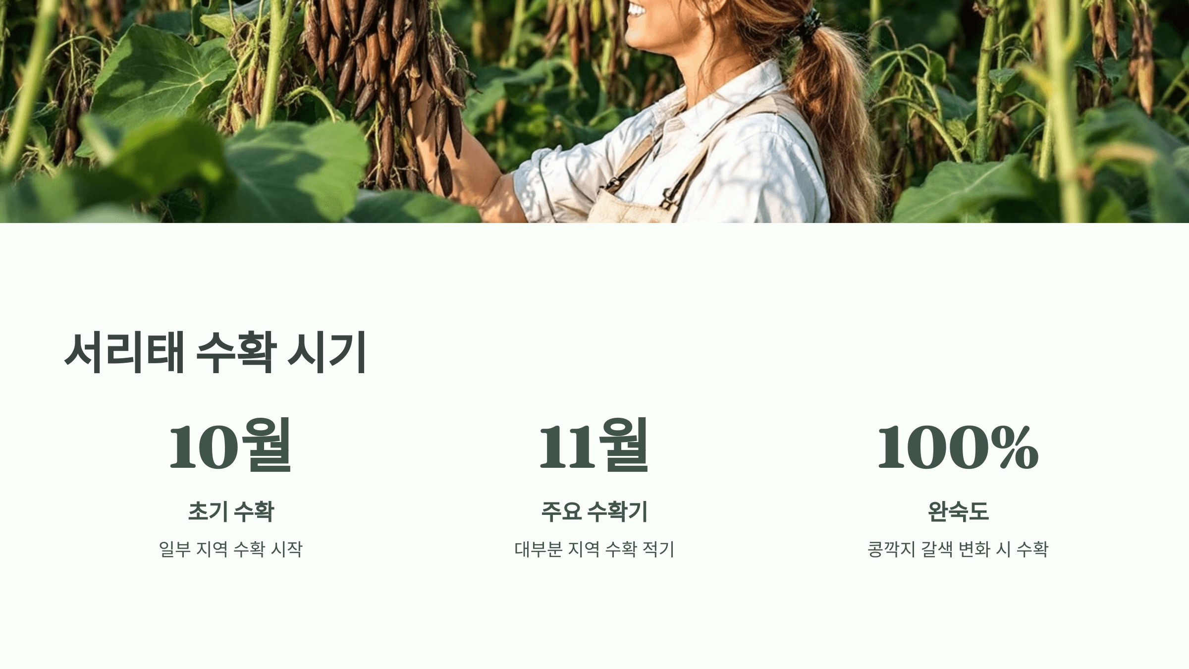 서리태 사진입니다.