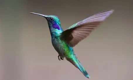 새 꿈해몽