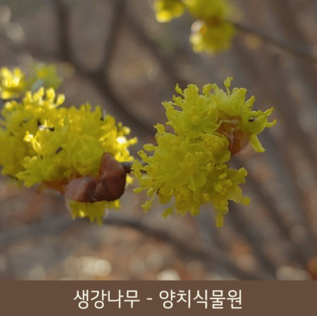 화담숲 화담채 모노레일 사전 예약&amp;#44; 할인받고 예매 하기