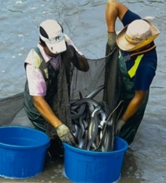 갯벌장어양식장