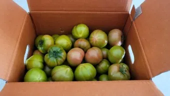 대저토마토 효능 부작용_5