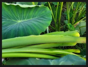 토란대줄기 수확시기토란대 말리는 방법까지 안내_20