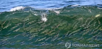강릉 파도 예측 해안 산책 포토 스폿 안전 거리두기_4