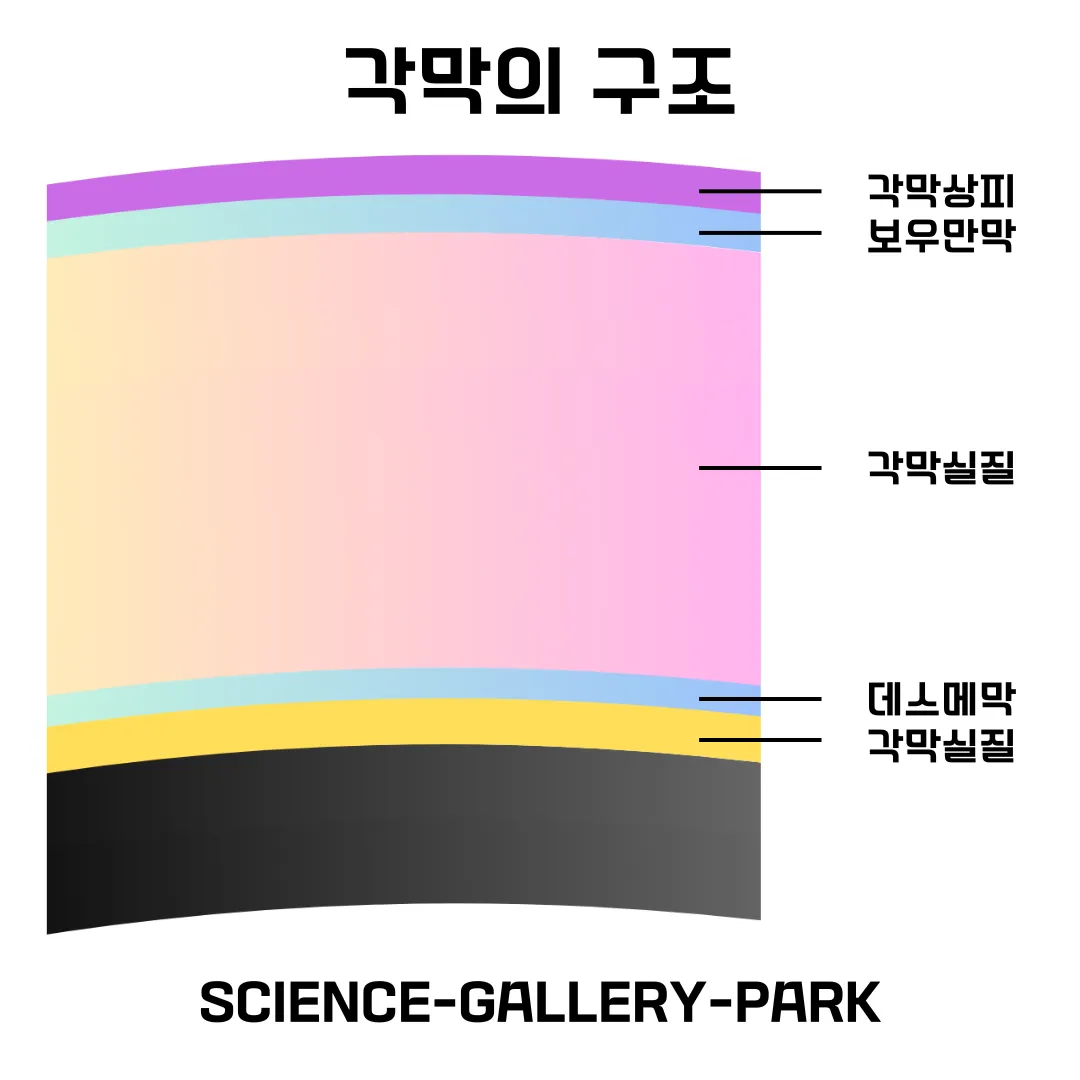 각막의 구조를 설명드립니다.